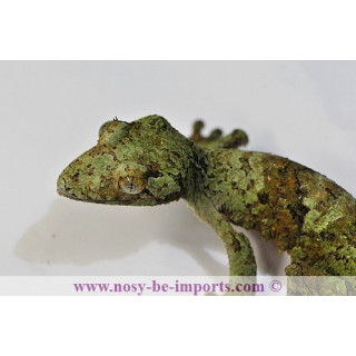 Uroplatus sikorae MDA