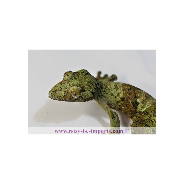 Uroplatus sikorae MDA