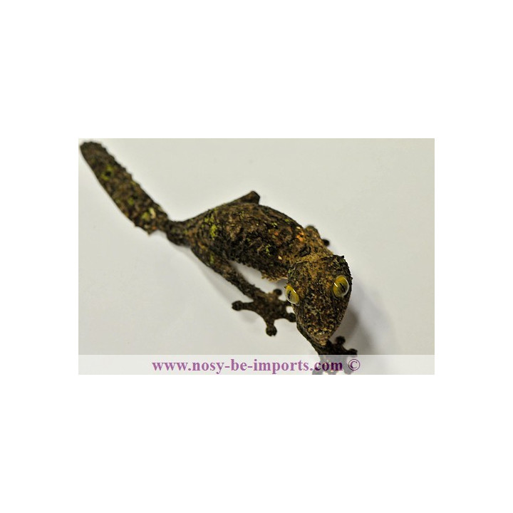 Uroplatus sikorae MDA