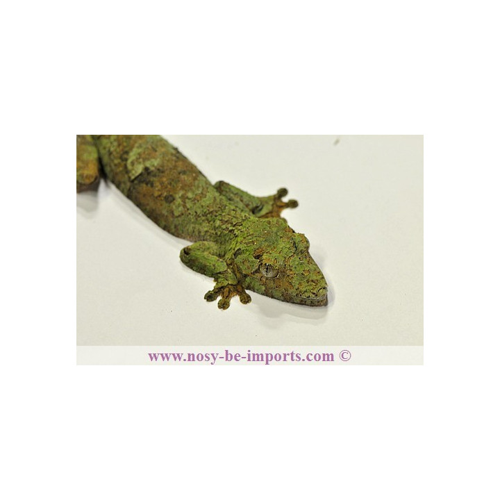 Uroplatus sikorae MDA