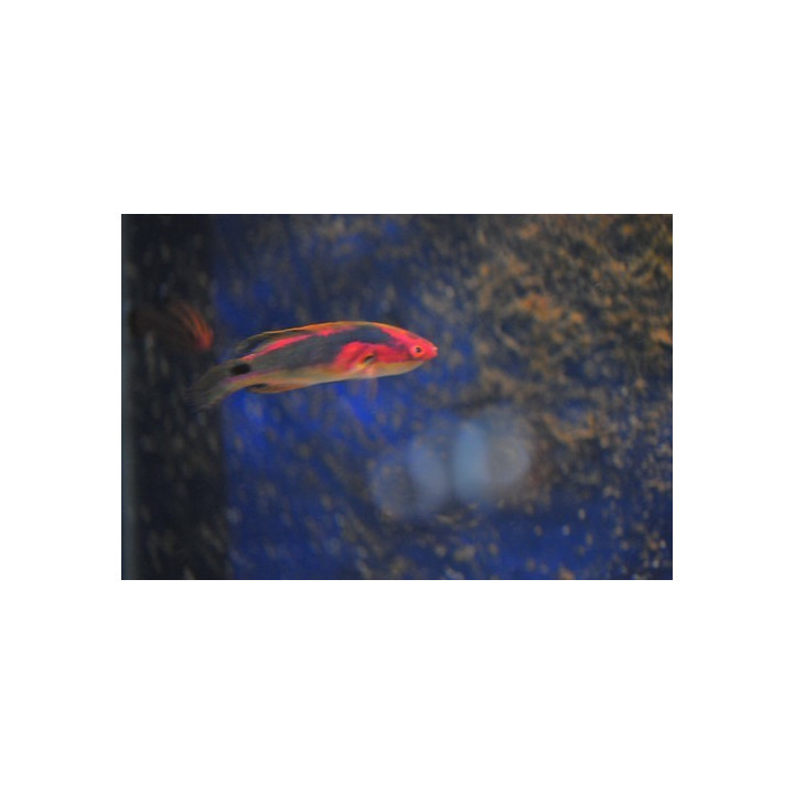 Cirrhilabrus exquisitus - labre - aquarium sur mesure