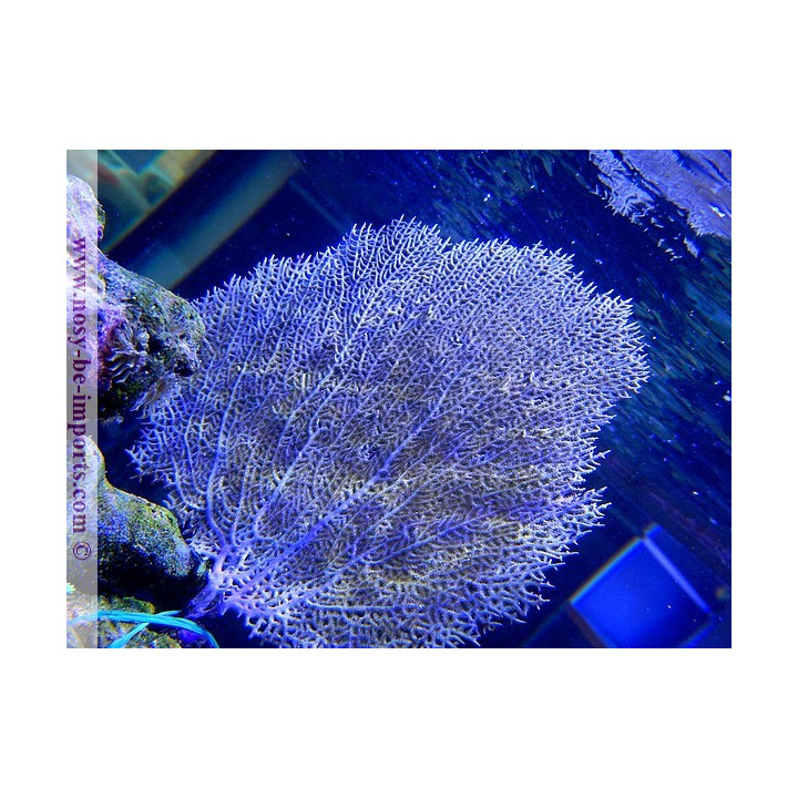 Gorgonia ventalina - gorgone éventail