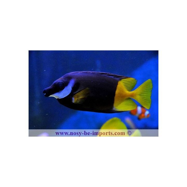 Lo Uspi - Lo des Fidji - poisson marin herbivore