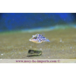 Canthigaster leoparda