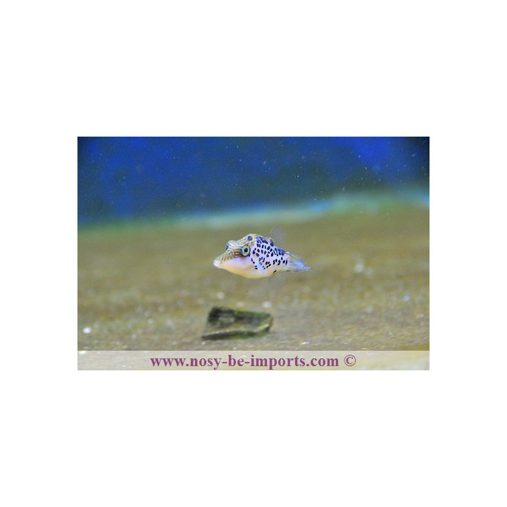 Canthigaster leoparda