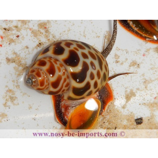 Babylonia zeylanica