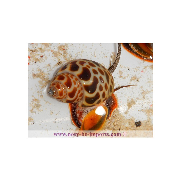 Babylonia zeylanica