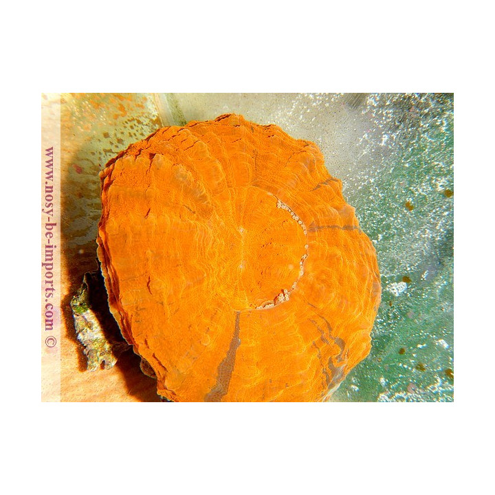 Acanthophyllia deshayesiana