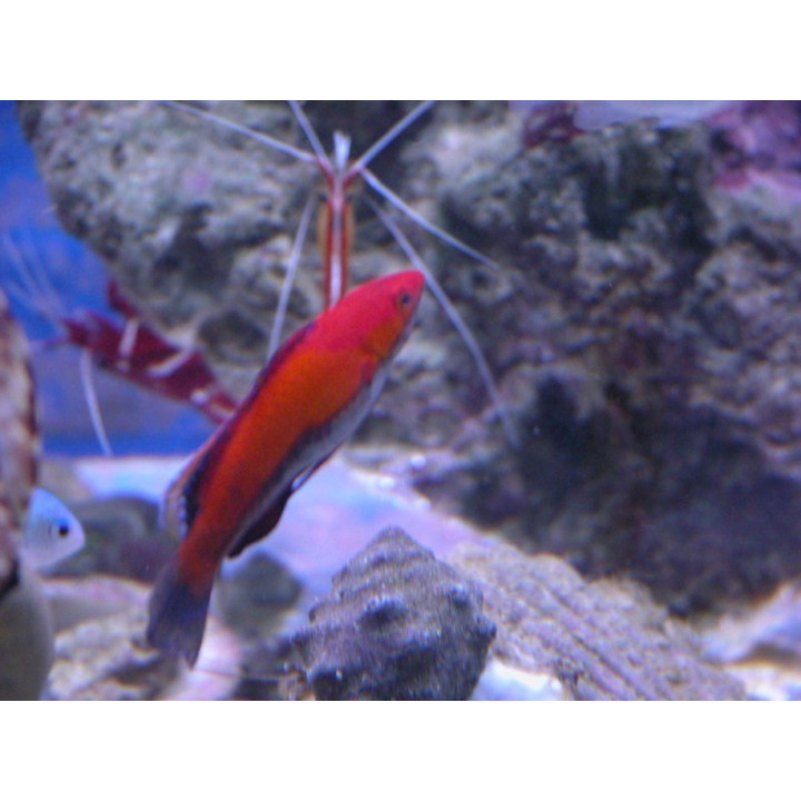 Cirrhilabrus rubriventralis