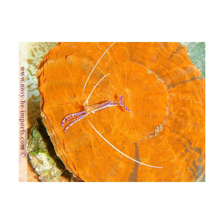 Acanthophyllia deshayesiana