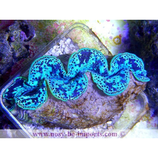 Tridacna