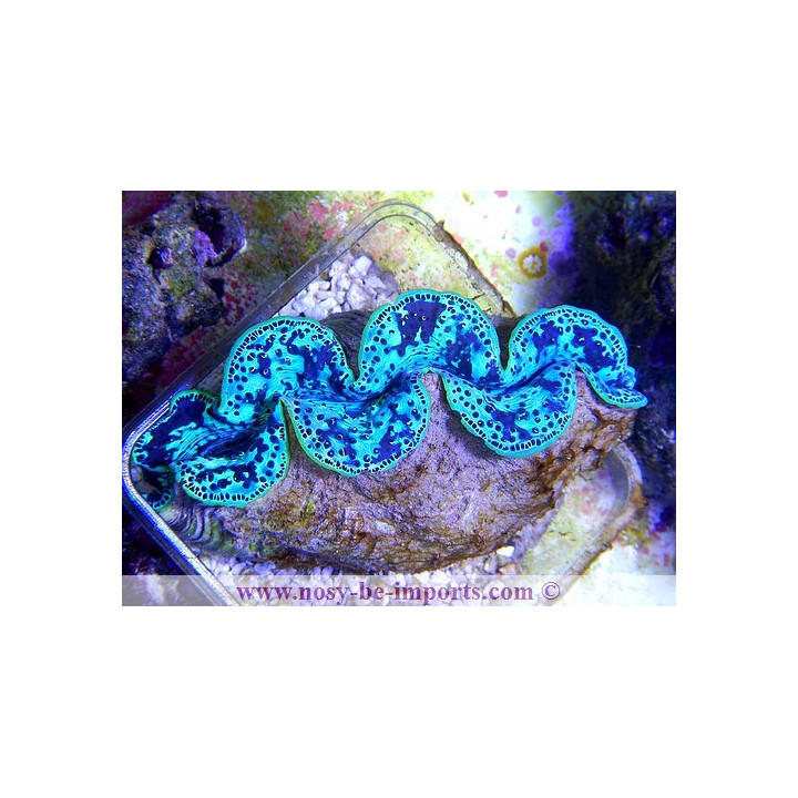 Tridacna