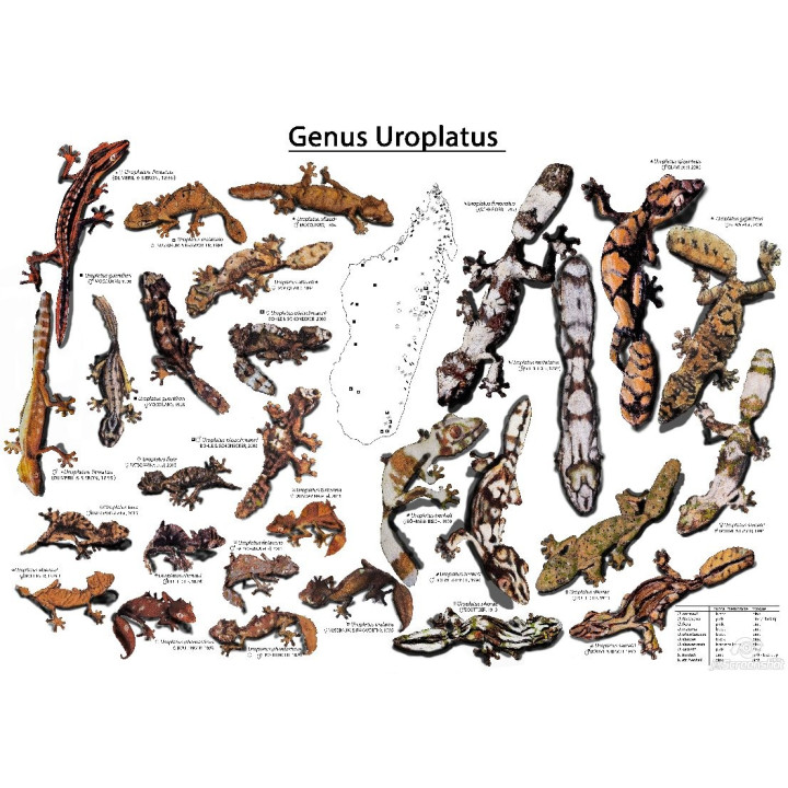 Poster Uroplatus