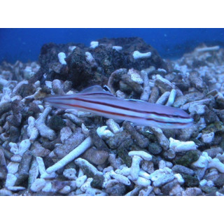 Valenciennea helsdigenni
