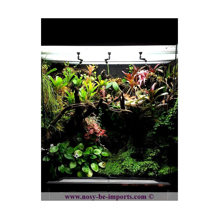 Terrarium plantés sur mesure - Paludarium