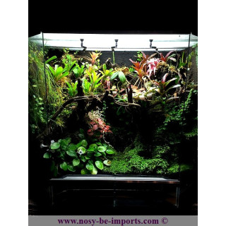 Terrarium plantés sur mesure - Paludarium