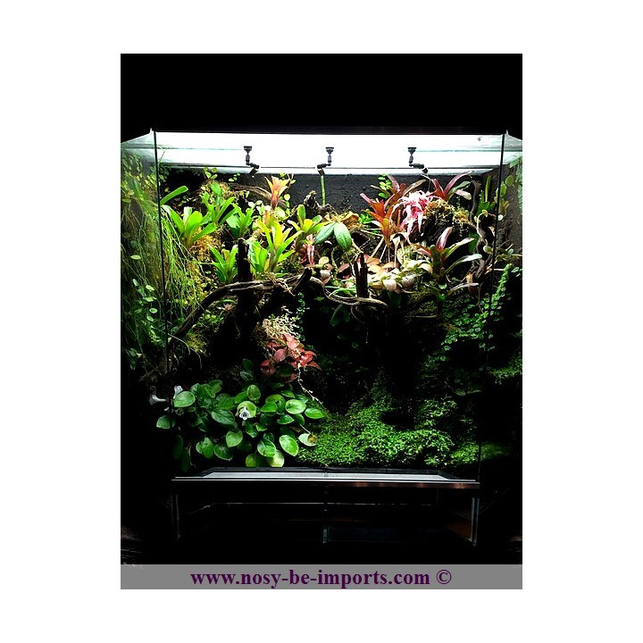 Terrarium plantés sur mesure - Paludarium
