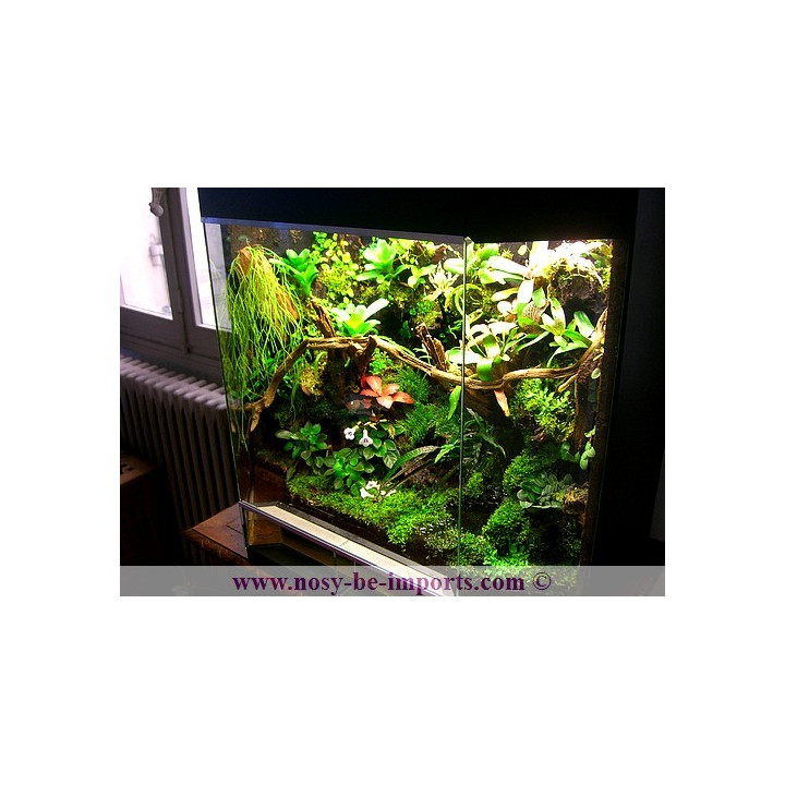 Terrarium plantés sur mesure - Paludarium
