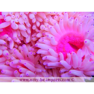 Heteractis crispa rose