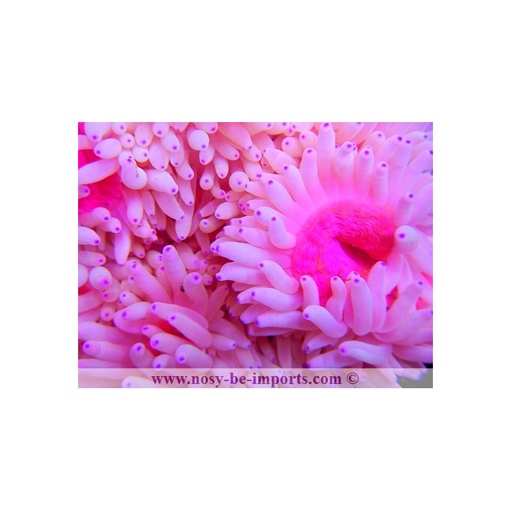Heteractis crispa rose