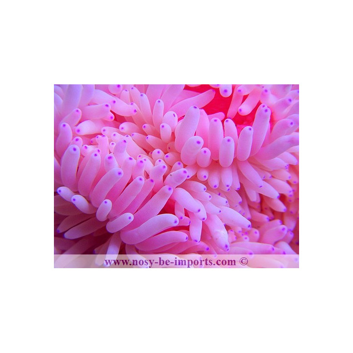 Heteractis crispa rose