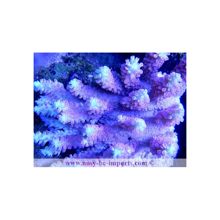 Acropora microclados strawberry shortcake