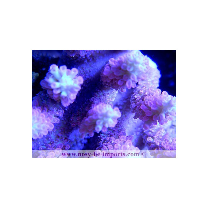 Acropora microclados strawberry shortcake