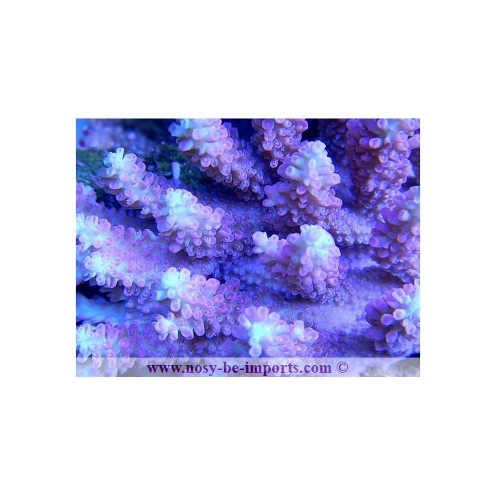 Acropora microclados strawberry shortcake