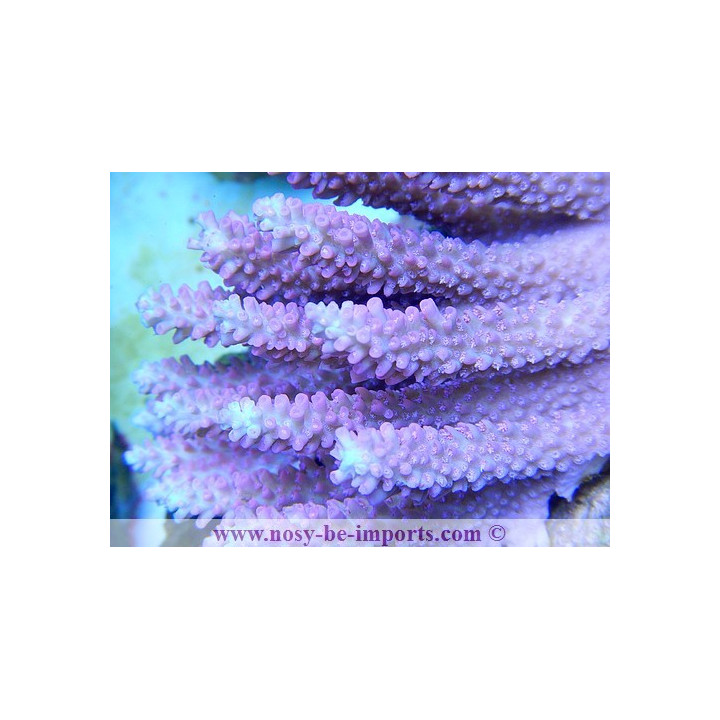 Acropora microclados strawberry shortcake