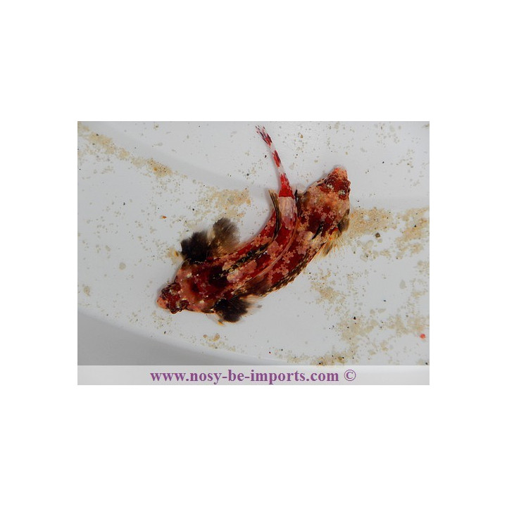 Synchiropus stellatus rouge