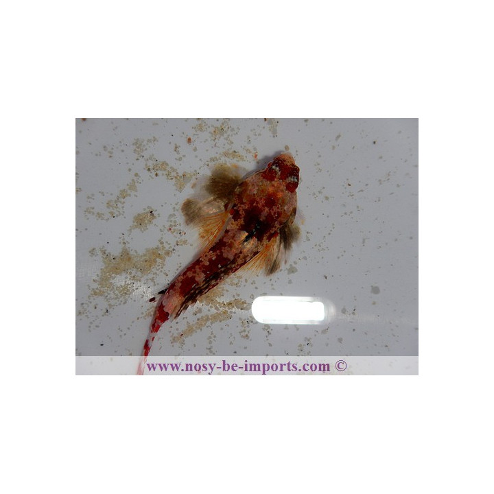 Synchiropus stellatus rouge