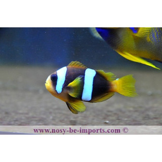 Amphiprion latifasciatus