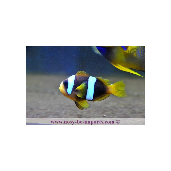 Amphiprion latifasciatus