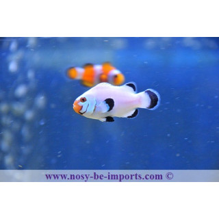 Amphiprion ocellaris Wyoming