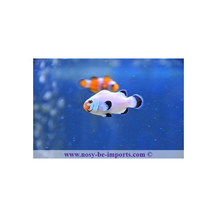 Amphiprion ocellaris Wyoming