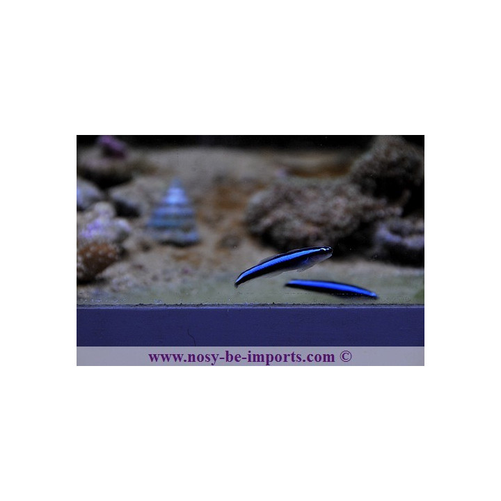 Gobiosoma oceanops - Elacatinus oceanops