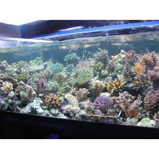 Acropora sp. - Coraux VPC - aquarium sur mesure