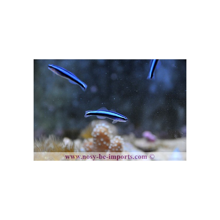 Gobiosoma oceanops - Elacatinus oceanops