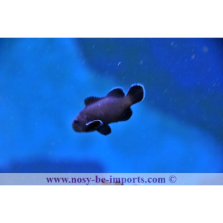 Amphiprion ocellaris midnight