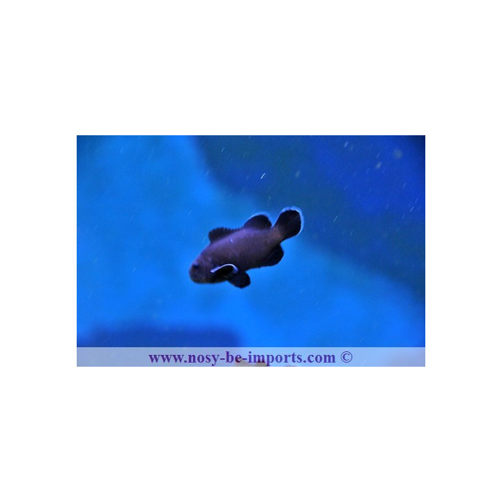 Amphiprion ocellaris midnight