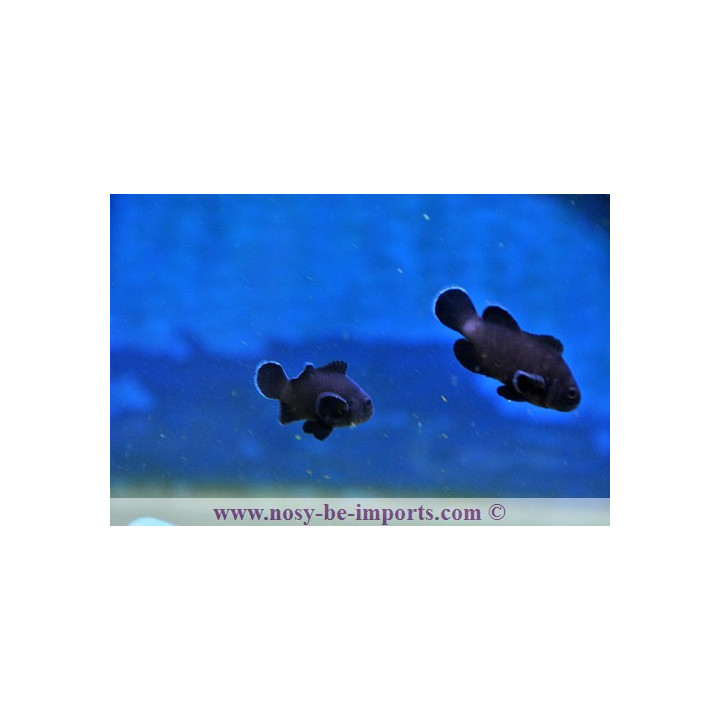 Amphiprion ocellaris midnight