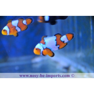 Amphiprion ocellaris snow onyx