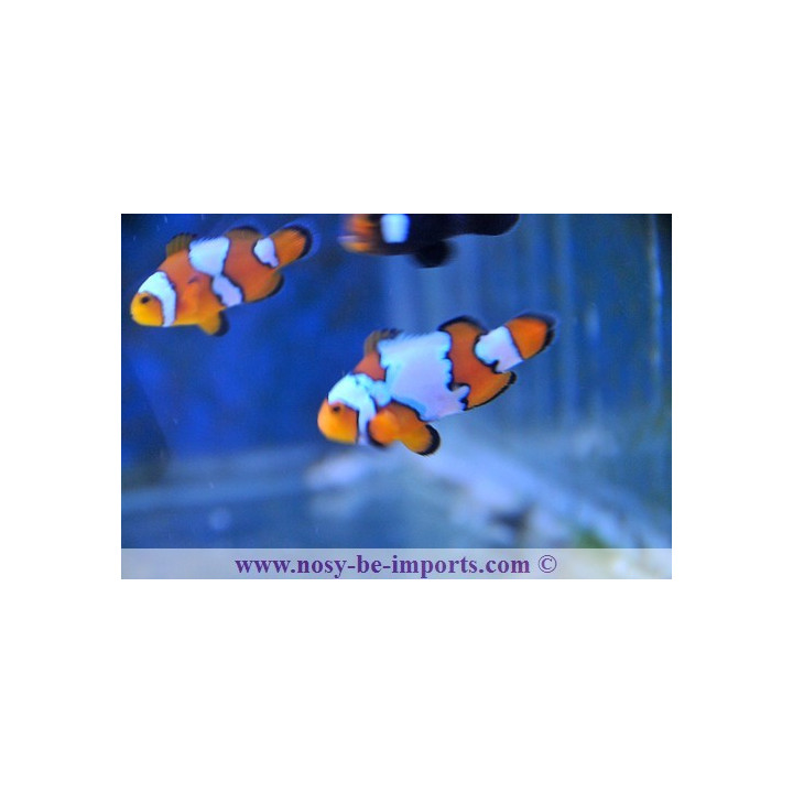 Amphiprion ocellaris snow onyx