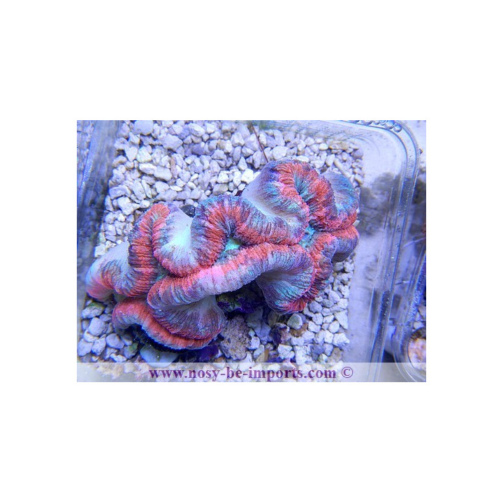 Trachyphyllia sp. rouge - coraux dur LPS - coraux VPC - Aquarium sur mesure
