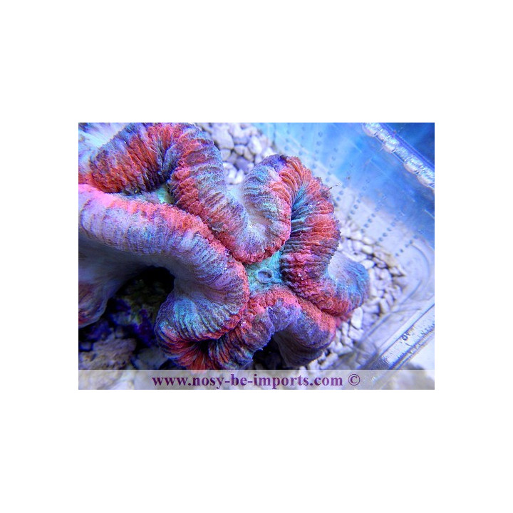 Trachyphyllia sp. rouge - coraux dur LPS - coraux VPC - Aquarium sur mesure