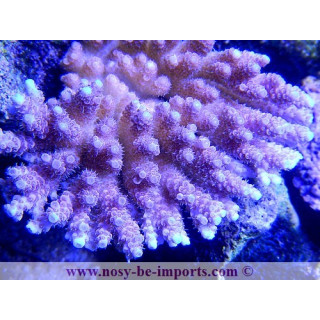Acropora hyacinthus