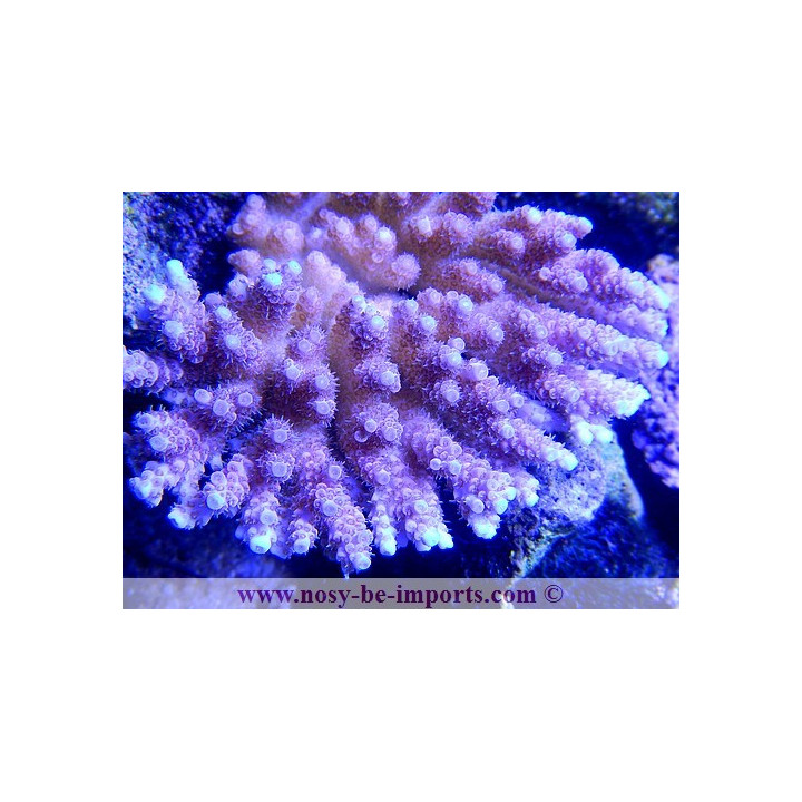 Acropora hyacinthus
