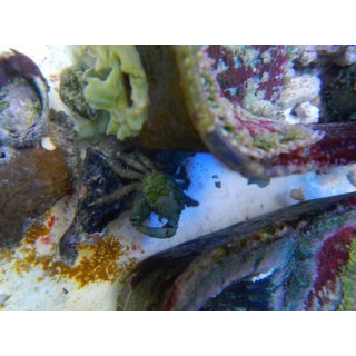 Mithrax sculptus - crabe herbivore - anti valonia - aquarium sur mesure