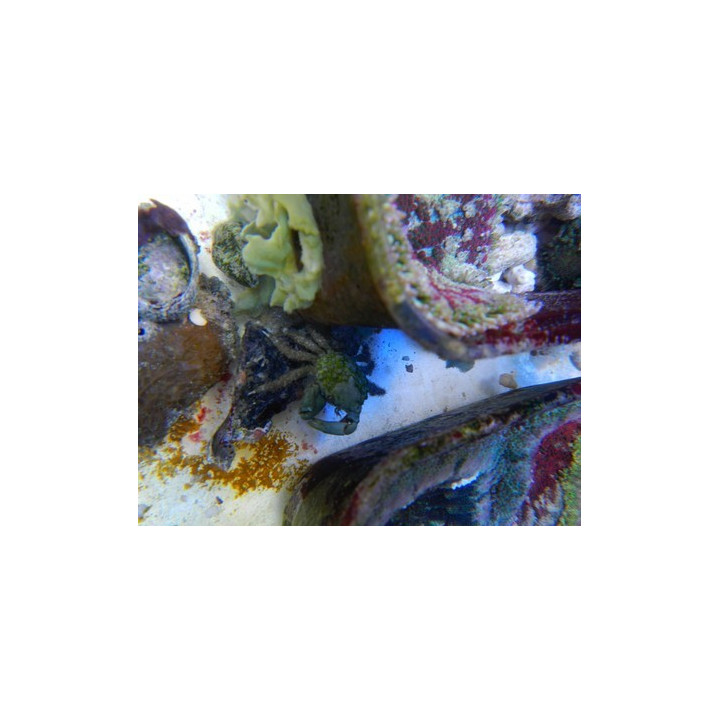 Mithrax sculptus - crabe herbivore - anti valonia - aquarium sur mesure