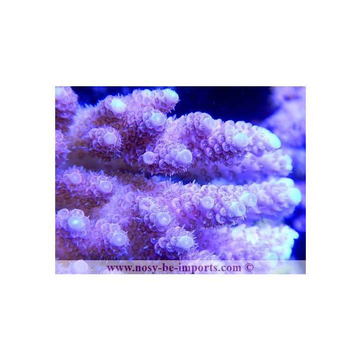 Acropora hyacinthus